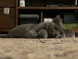 Mario - British Shorthair + Russian Blue Cat