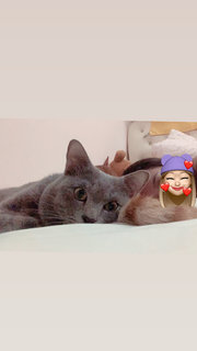 Mario - British Shorthair + Russian Blue Cat