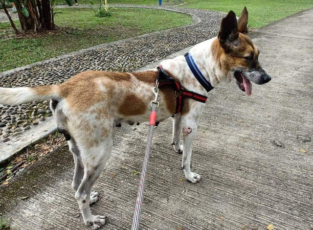 Doggie - Mixed Breed Dog