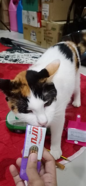 Dya Leysha - Calico Cat