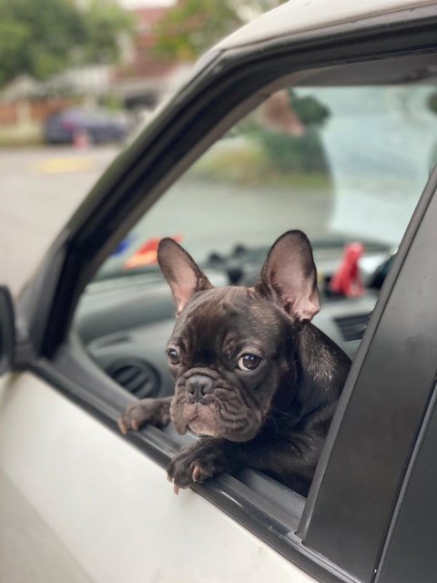 Buttons Poppins - French Bulldog Dog