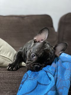 Buttons Poppins - French Bulldog Dog