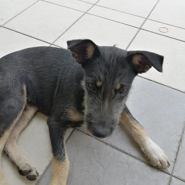 Lucky Boy - Mixed Breed Dog