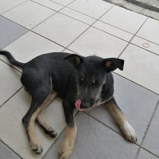 Lucky Boy - Mixed Breed Dog