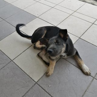 Lucky Boy - Mixed Breed Dog