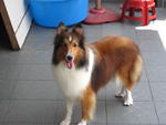 Sheatland Sheepdog - Shetland Sheepdog Sheltie Dog