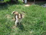 Sheatland Sheepdog - Shetland Sheepdog Sheltie Dog