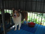 Sheatland Sheepdog - Shetland Sheepdog Sheltie Dog