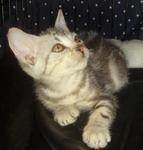 American Shorthair - American Shorthair Cat