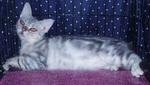 American Shorthair - American Shorthair Cat