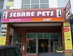 Sebare Pets Shop - Bengal Cat