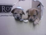 Brown Puppies! - Mixed Breed Dog