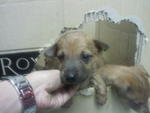 Brown Puppies! - Mixed Breed Dog