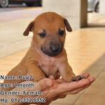 Brown Puppies! - Mixed Breed Dog