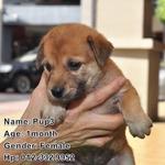 Brown Puppies! - Mixed Breed Dog