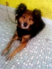 Cyan - Mixed Breed Dog