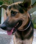 Abused Dog Looking For A Home - German Shepherd Dog Mix Dog