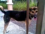 Abused Dog Looking For A Home - German Shepherd Dog Mix Dog