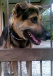 Abused Dog Looking For A Home - German Shepherd Dog Mix Dog