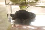 Common Musk Turtle - Turtle Reptile