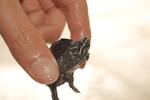 Common Musk Turtle - Turtle Reptile