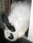 Romeo - Angora Rabbit + Hotot Rabbit