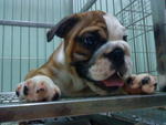 PF10831 - English Bulldog Dog