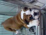 PF10831 - English Bulldog Dog