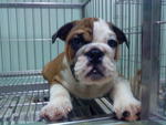 PF10831 - English Bulldog Dog