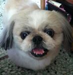 Happy - Shih Tzu Dog