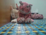 sleeping with the tiger..