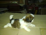 Cutie Shih Tzu For    Sale - Shih Tzu Dog