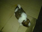 Cutie Shih Tzu For    Sale - Shih Tzu Dog