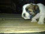 Cutie Shih Tzu For    Sale - Shih Tzu Dog