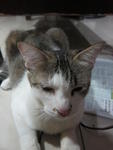 Ceecee - Domestic Short Hair Cat