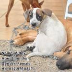 Middy - Mixed Breed Dog