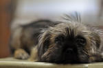 Miko - Silky Terrier + Pekingese Dog