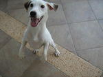 Jack Russell Terrier - Jack Russell Terrier (Parson Russell Terrier) Dog