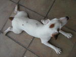 Jack Russell Terrier - Jack Russell Terrier (Parson Russell Terrier) Dog