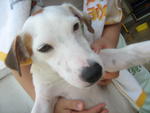 Jack Russell Terrier - Jack Russell Terrier (Parson Russell Terrier) Dog