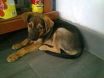 Puppy B (Female) - Adopted by Mr Cheeng