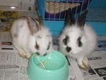 Bebe &amp; Hebe  - Dwarf Rabbit