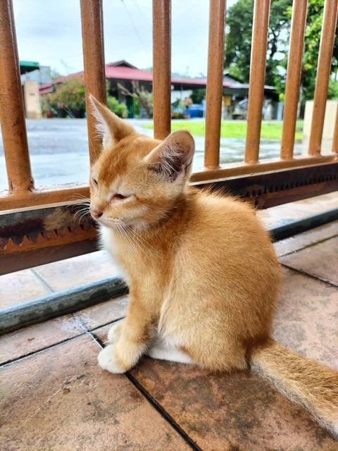 Cute Goldens ! 2024 - Domestic Medium Hair Cat