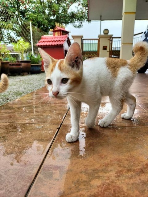 Cute Goldens ! 2024 - Domestic Medium Hair Cat