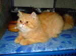 Comel - Persian Cat