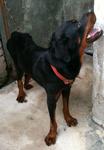 Stone - Rottweiler Dog