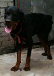 Stone - Rottweiler Dog