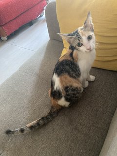 Bazil - Calico + Tabby Cat