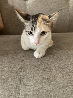 Bazil - Calico + Tabby Cat