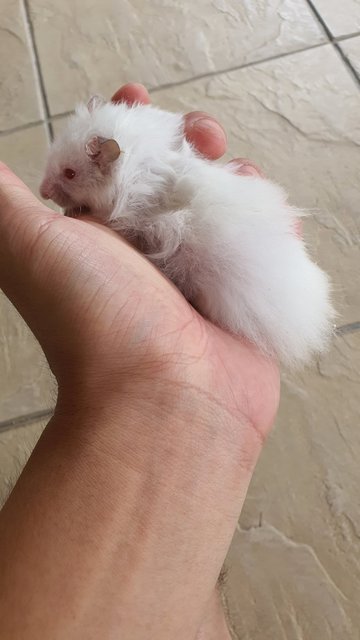 Long Hair - Syrian / Golden Hamster Hamster